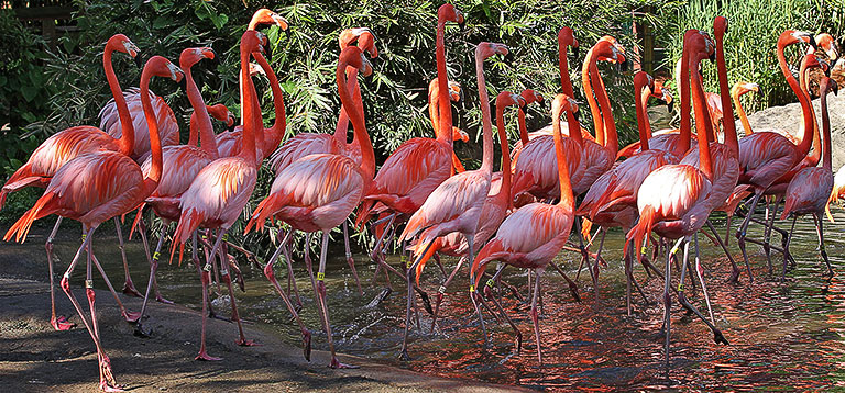 Flamingo Fun Facts