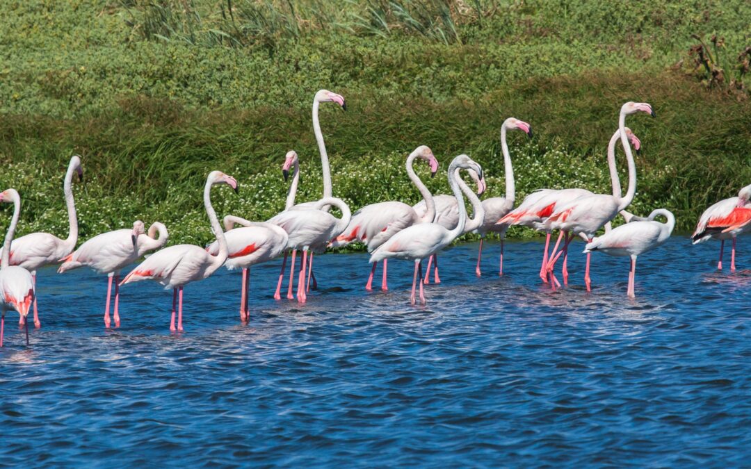 What Happened to the Flamingos in Florida?