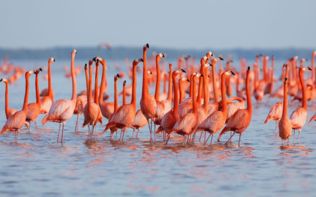 The Flamingos Are Back