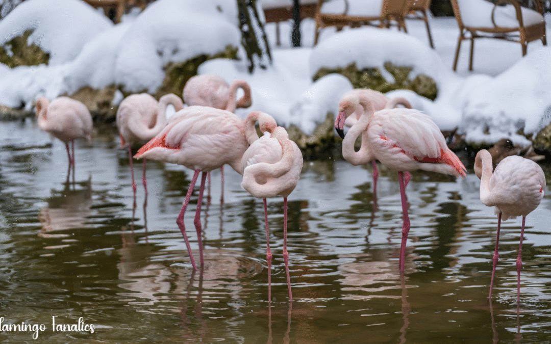 Flamingos and Cold Weather