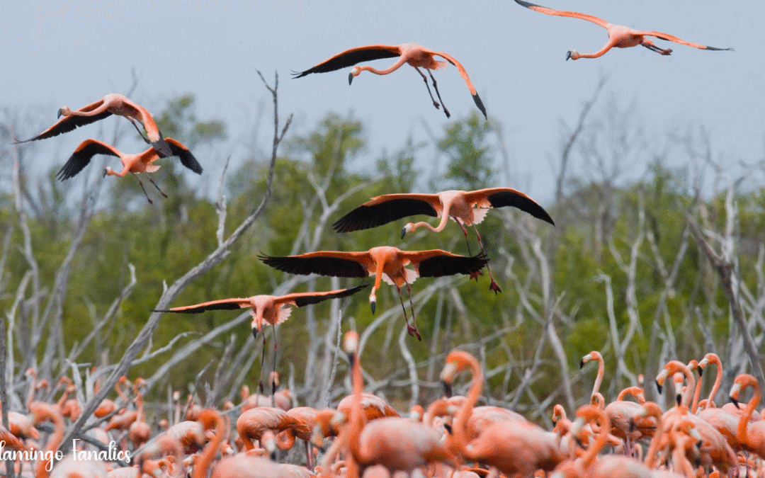 🦩 Great Inagua Island, Bahamas