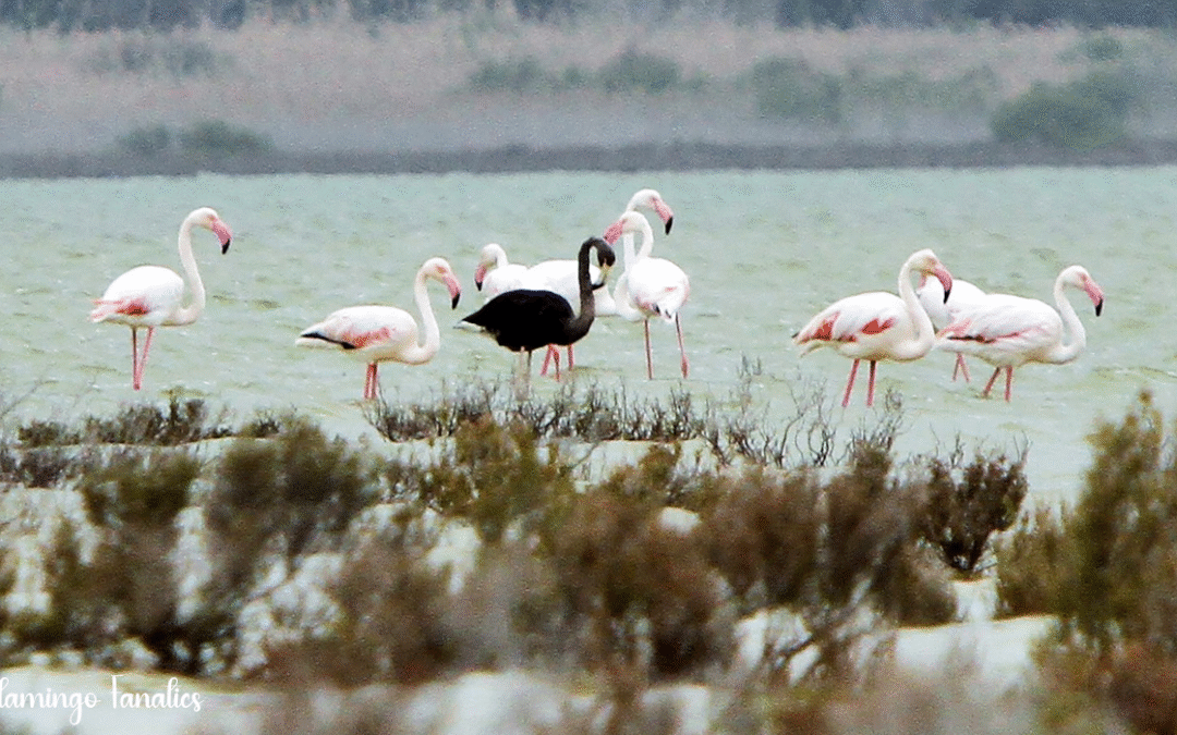 The Rare Black Flamingo: